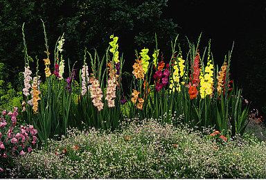 《刺客信条》艾吉奥或将加入《堡垒之夜》